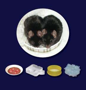 Like Goldilocks, mice know a bed that's 'just right'