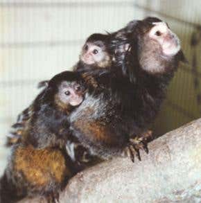 Marmosets may carry their sibling's sex cells