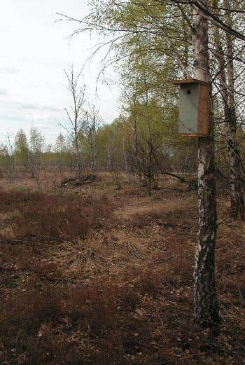 The nest boxes were mounted on trees, between 1.5 m and 2 m above the ground