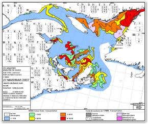 Lack of sea ice devastates seal populations
