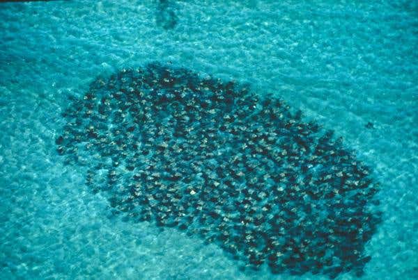 Schools of cownosed rays have less to fear following the drastic drop in shark numbers