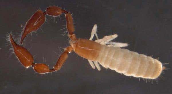 Pseudoscorpions are small arachnids reminiscent of scorpions, but lack their stinging tail; the troglobitic species pictured here is known as Ideoblothrus 