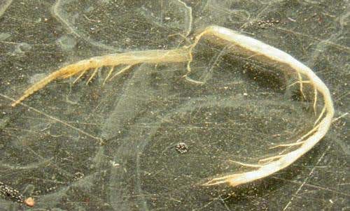 Four troglobitic centipedes were collected at the proposed mining site; this one is known as Cryptops 