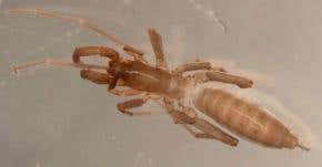 Tiny blind critters halt billion-dollar mine