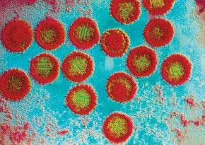 Cancer virus shows its kinder face