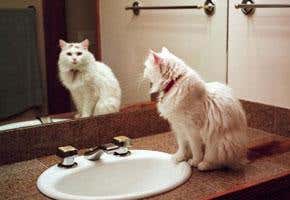 The illusion of reality in a quantum world