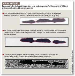 Fresh questions on stem cell findings