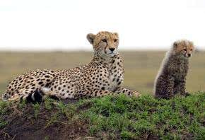 Whose wildlife is it anyway?