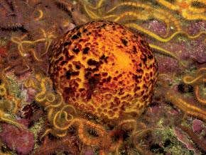 Sea sponge leads way to cheaper solar cells