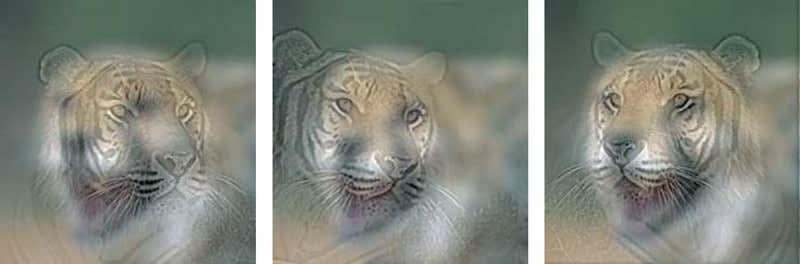 Aligning the eyes and heads of the cheetah and tiger (far right) produces a better illusion