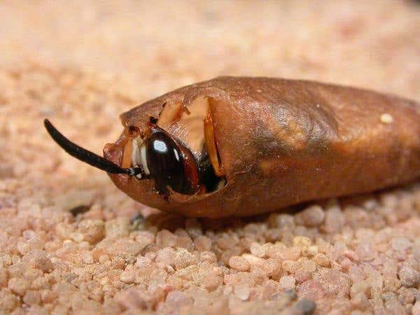 'Medicine cabinet' found in wasps' antennae