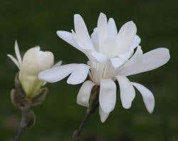 Magnolia sargentiana are found in the Meigu-Dafengding Nature Reserve, Sichuan, in China 