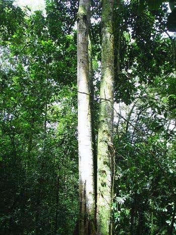 There are fewer than ten adult Magnolia wolfii left in natural environments; all are in Columbia 