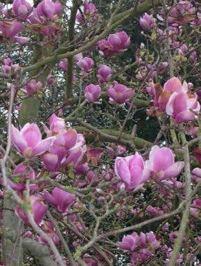 Human activities steal magnolia trees' future