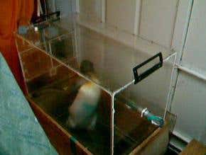 Penguins on treadmills help reveal over-fishing