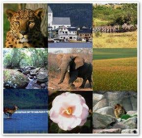 Visual-cortex simulator sees animals as humans do