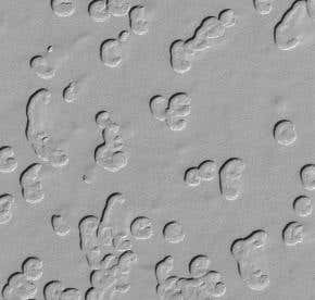 Dust blamed for warming on Mars