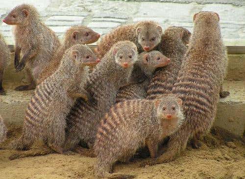 New Scientist. Science news and long reads from expert journalists, covering developments in science, technology, health and the environment on the website and the magazine.