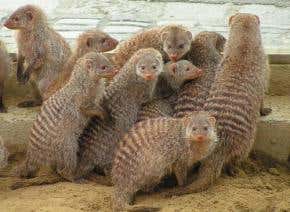 Clues to the genetic history of small dogs