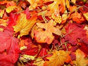 For plants on alien worlds, it isn't easy being green