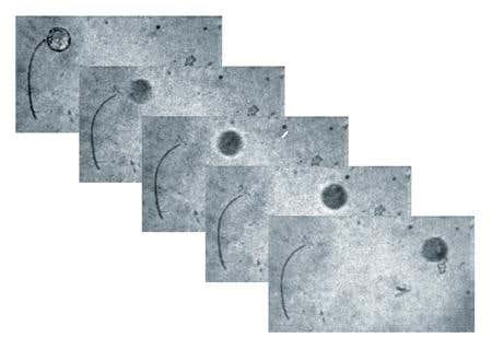 Crystals twist about in response to light