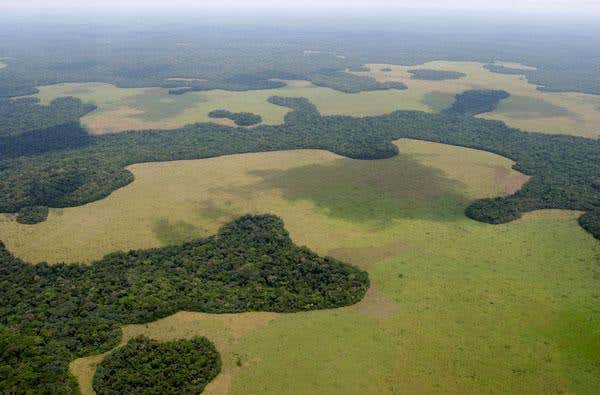 Logging concessions issued in the DRC between 2002 and 2005 enable the deforestation of an area 5 times the size of Belgium 