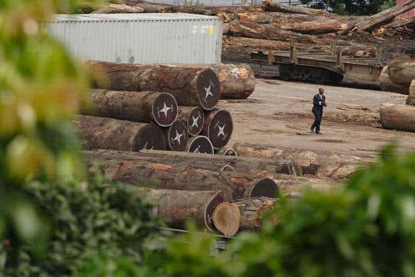 Logs in the port area at Kinshasa, ready for export. In total, 21 million hectares of rainforest in the DRC are currently allocated to the logging industry; most of the timber is exported to Europe, with France and Belgium currently the largest importers 
