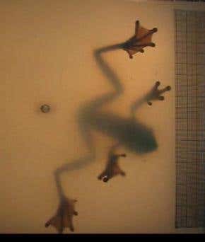 Friction helps frogs stick to ceilings