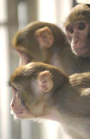 Macaque joins the genome Hall of Fame