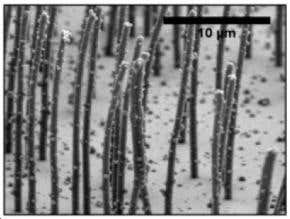 Artificial cilia mimic their biological peers