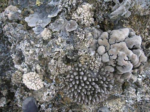 Reefs were lifted up to 120 cm following the 28 March 2005 earthquake, and are still intact more than 2 years later 