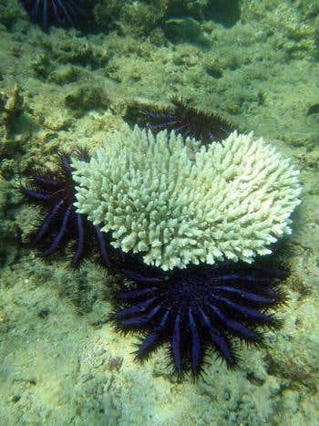 Crown of thorns starfish and a recently eaten coral 