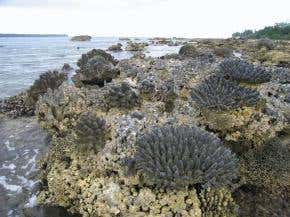 Indonesian earthquake lifted coral to its death