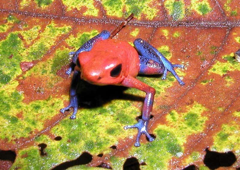 New Scientist. Science news and long reads from expert journalists, covering developments in science, technology, health and the environment on the website and the magazine.