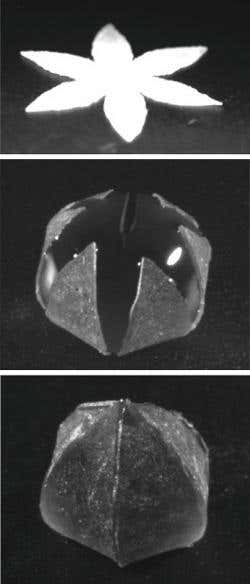 Reptiles join amphibians in mysterious decline