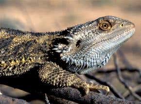 Genes versus heat – a reptile sex trigger