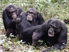 Chimp cooperation goes beyond family
