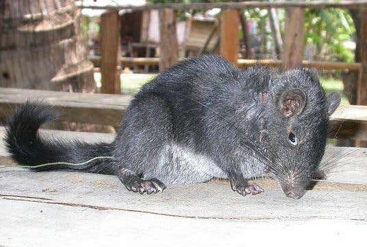 New Scientist. Science news and long reads from expert journalists, covering developments in science, technology, health and the environment on the website and the magazine.