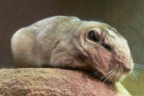 The Gundi, of which there are just five known species - all in Africa - are the Laotian rock rat's closest living relative