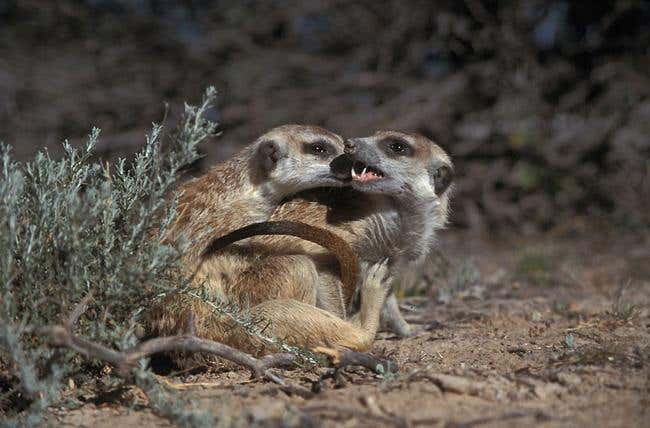 'Subordinate' meerkat males enjoy one-night stands