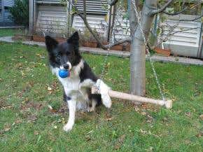 Dogs show human-like learning ability