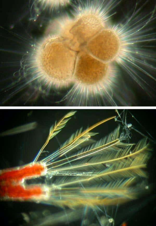 Top: Neogloboquadrina pachyderma are amoebae that consume plankton in surface waters around the world. When they die, their tiny shells settle to the sea floor. Bottom: Neocalanus are crustraceans that are abundant in the northwest Pacific; they hide deep down by day and travel hundreds of meters to the surface to feed at night. 