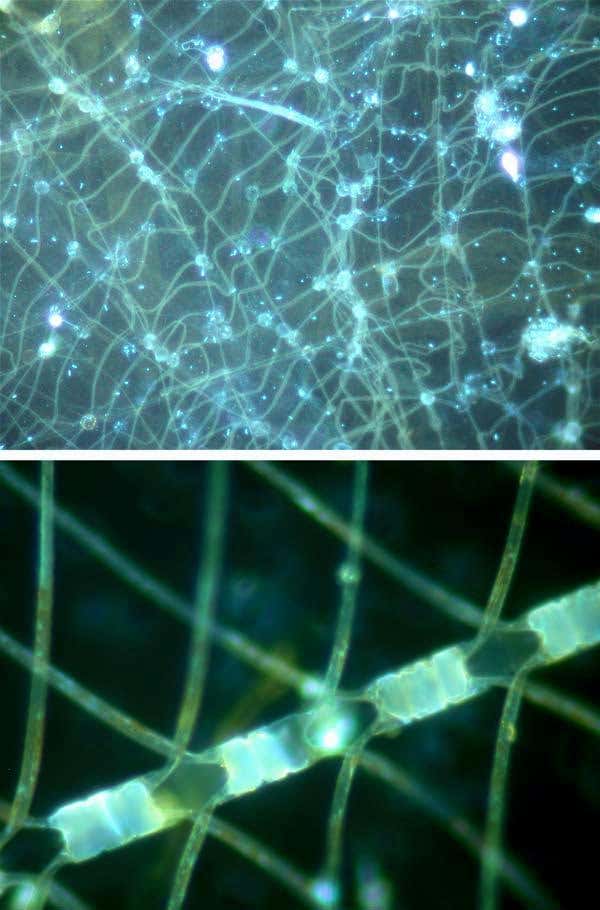 Top: Tiny tunicates use these mucus nets to trap plankton; when the nets, known as âhousesâ�, become clogged they are abandoned and sink to the sea bed dragging the remaining plant particles with them; Bottom: The alga Chaetoceros atlanticum is common in surface waters in the northwest Pacific; the spines are thought to deter some grazers, but broken fragments of them were common in deep traps showing they were heavily grazed in surface waters. 