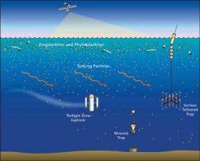Ocean gobbles carbon at different rates