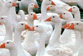 Snow goose invasion points to Arctic thaw