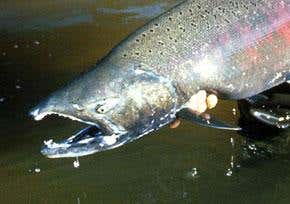 'Safe' heavy metals hit fish senses