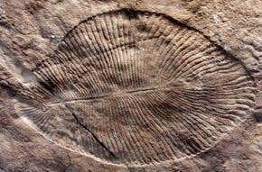 Ediacarans: the 'long fuse' of the Cambrian explosion?