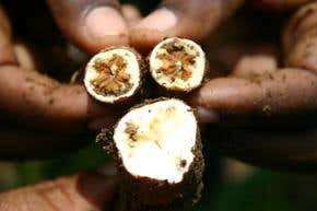Africa's cassava comeback