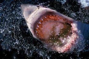 The handy guide to shark body language