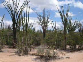 Madagascan forests regenerate against expectations